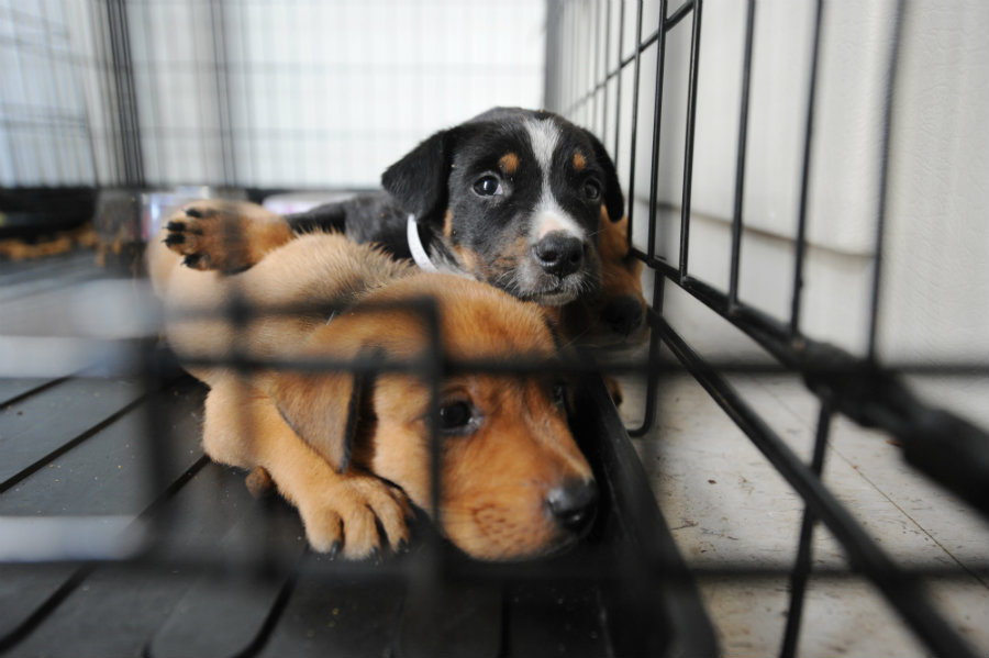 Image credit: It's Dog Training Time / The Odyssey Online