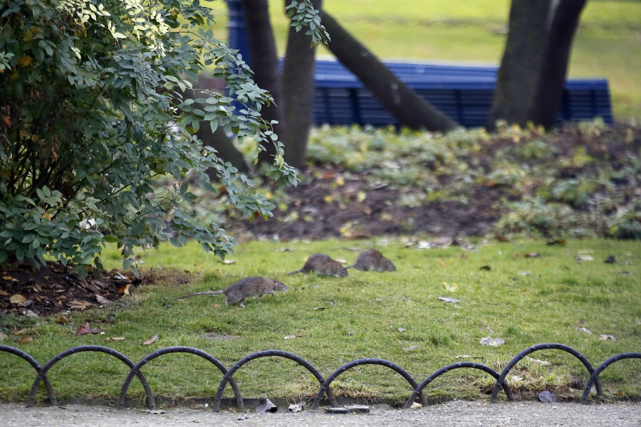 Paris is facing its worst rat crisis in decades, according to the New York Times. Image credit: New York Post