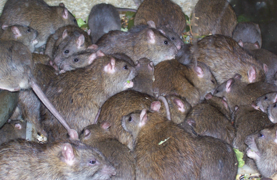 A paraplegic girl was attacked by a mischief of rats while she was sleeping. Image credit: Pest Control Empire