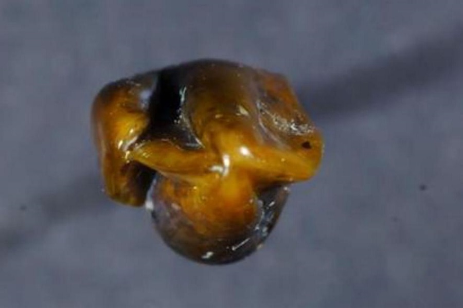 Fossil in Germany, First humans in Europe, 9-millionyear-old teeth