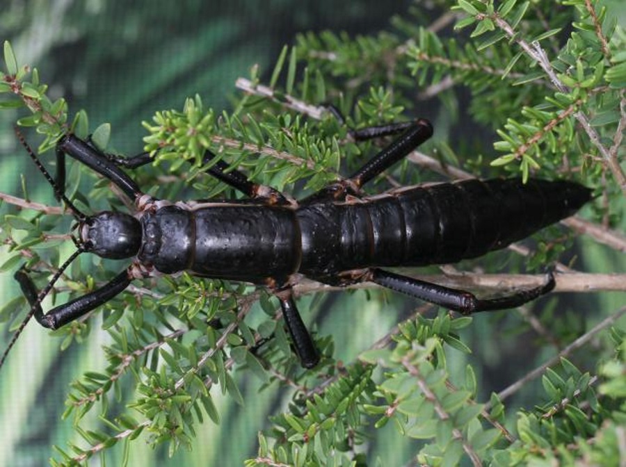 Tree lobster not extinct, Australian stick insects not extinct
