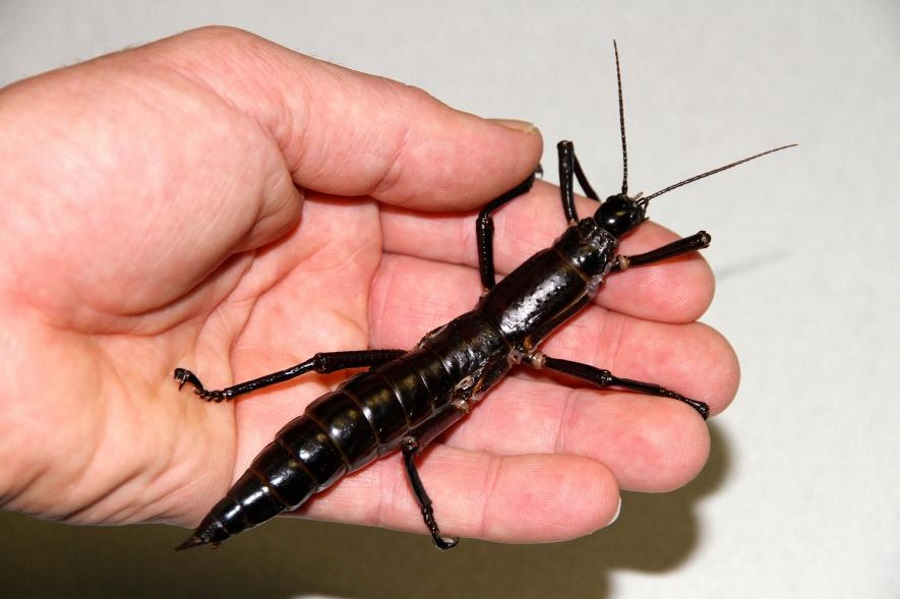 Tree lobster not extinct, Australian stick insects not extinct