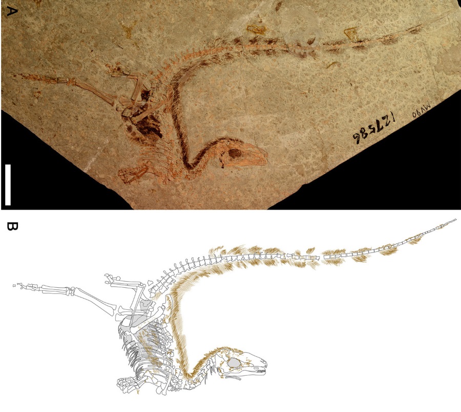 Feathered dinosaur, Dinosaur similar racoon, Sinosauropteryx camouflage