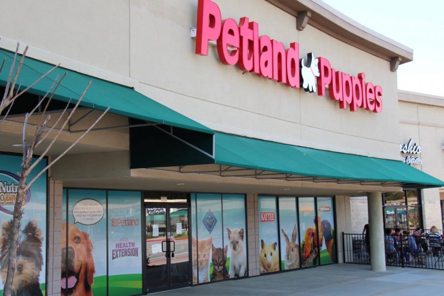 Petland puppies sick Campylobacter, Diarrhea outbreak puppies