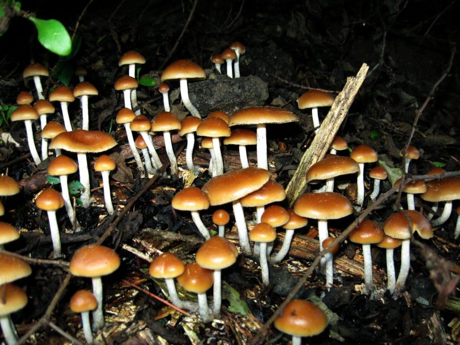 Magic mushrooms, Mushrooms depression treatment