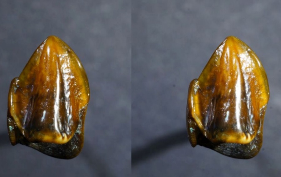 Fossil in Germany, First humans in Europe, 9-million-year-old teeth