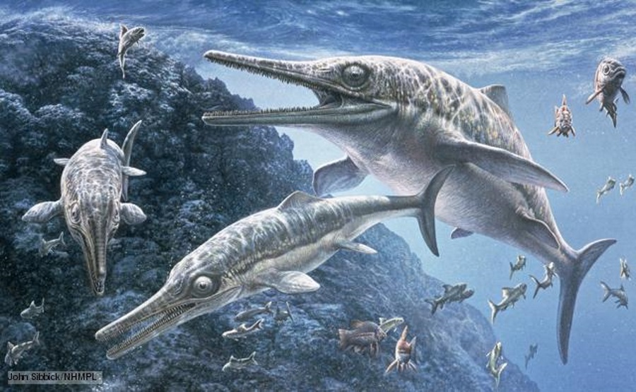 Ichthyosaur, Ichthyosaur in India, Ichthyosaur fossil
