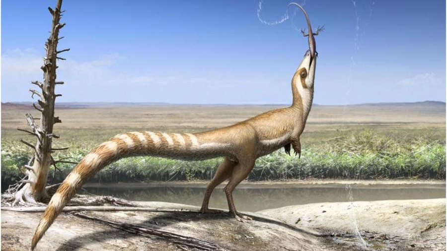 Feathered dinosaur, Dinosaur similar racoon, Sinosauropteryx camouflage