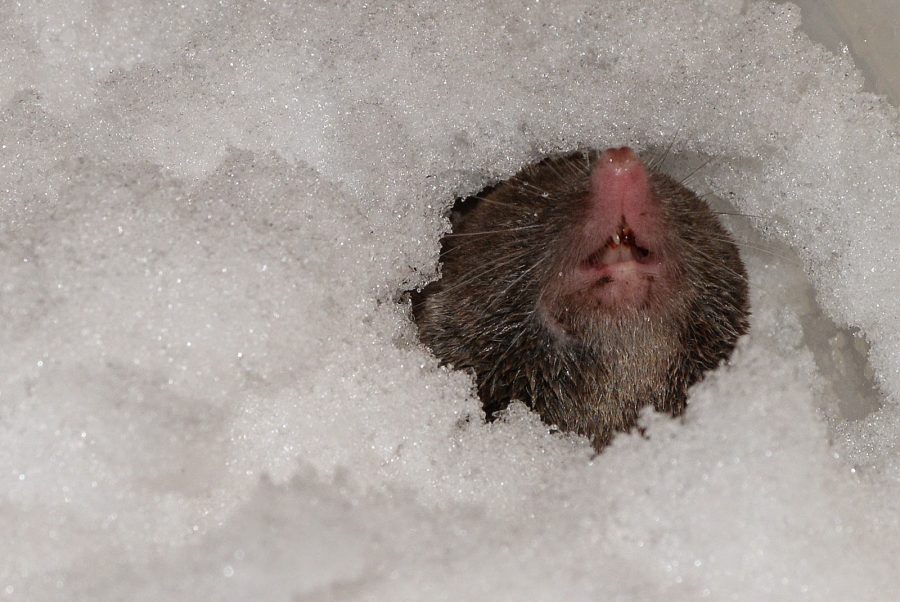 Common shrews skull, Shrew brain re-growth, Common shrew skills