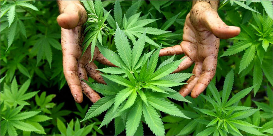 Veterans, Weed, Marijuana, Pot, PTSD,Post-traumatic stress disorder