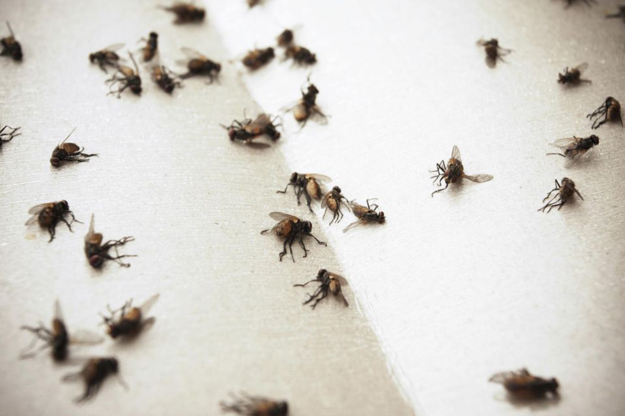 Flies contaminating human food, Flies carrying hundred of bacteria, Houseflies and blowflies