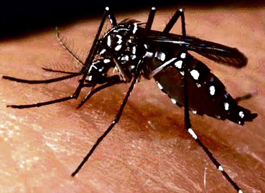 Mosquitoes in the United States, Disease-carrying mosquito, EPA