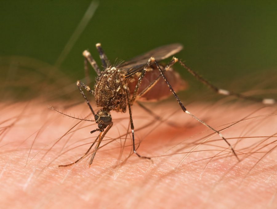 Mosquitoes in the United States, Disease-carrying mosquito, EPA