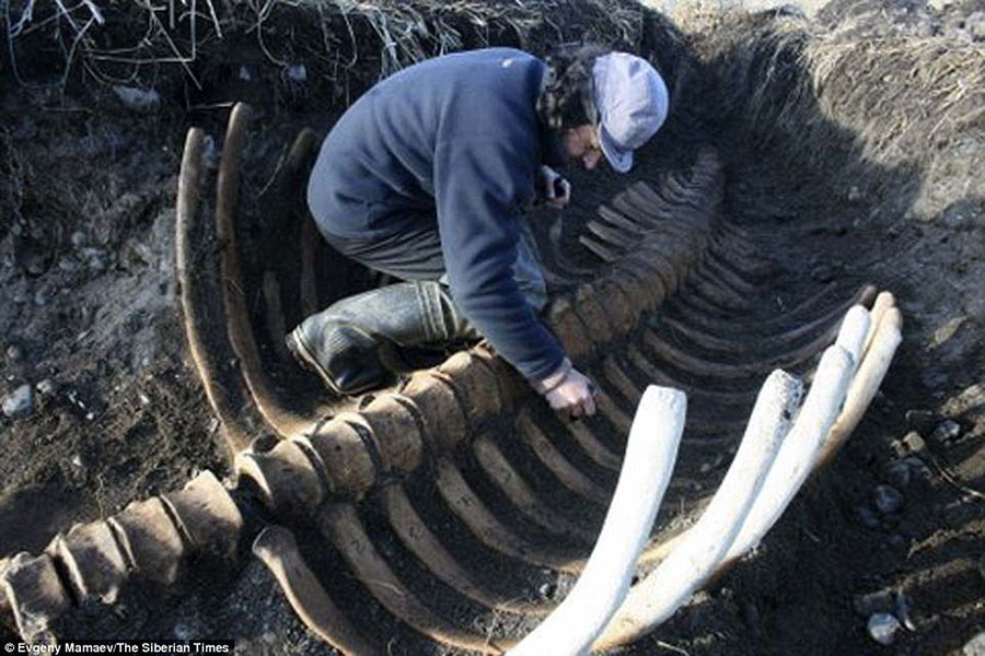 Sea cow, Steller's sea cow, Sea mammal in Russia