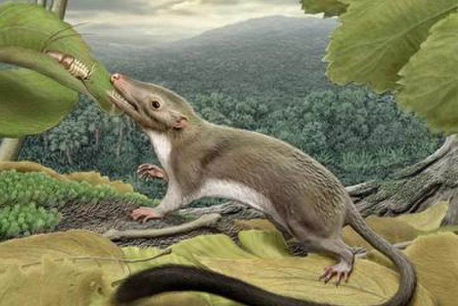 Mammals in Mesozoic, Mammals and dinousaurs, Mesozoic Era