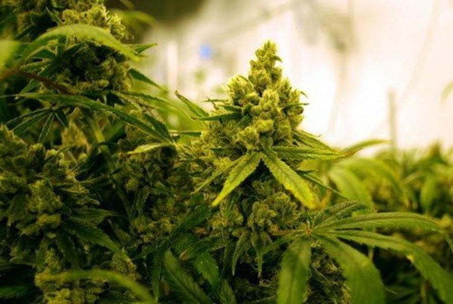Marijuana products, Marijuana in the US, FDA, CBD products