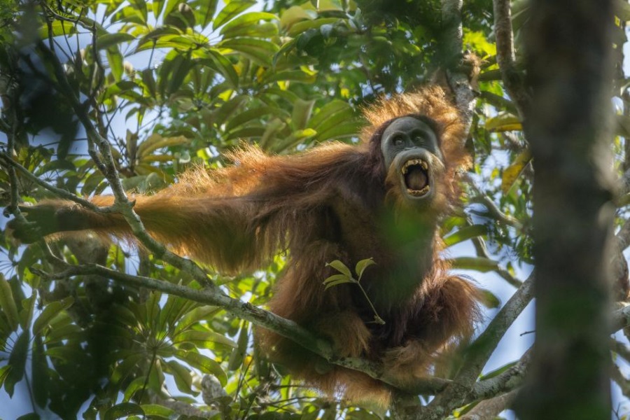 New orangutan species, Orangutans, Orangutan species