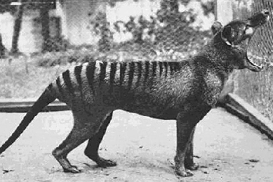 Dingo, dog, Tasmanian tiger, Thylecine, Marsupial, Australia, Melbourne