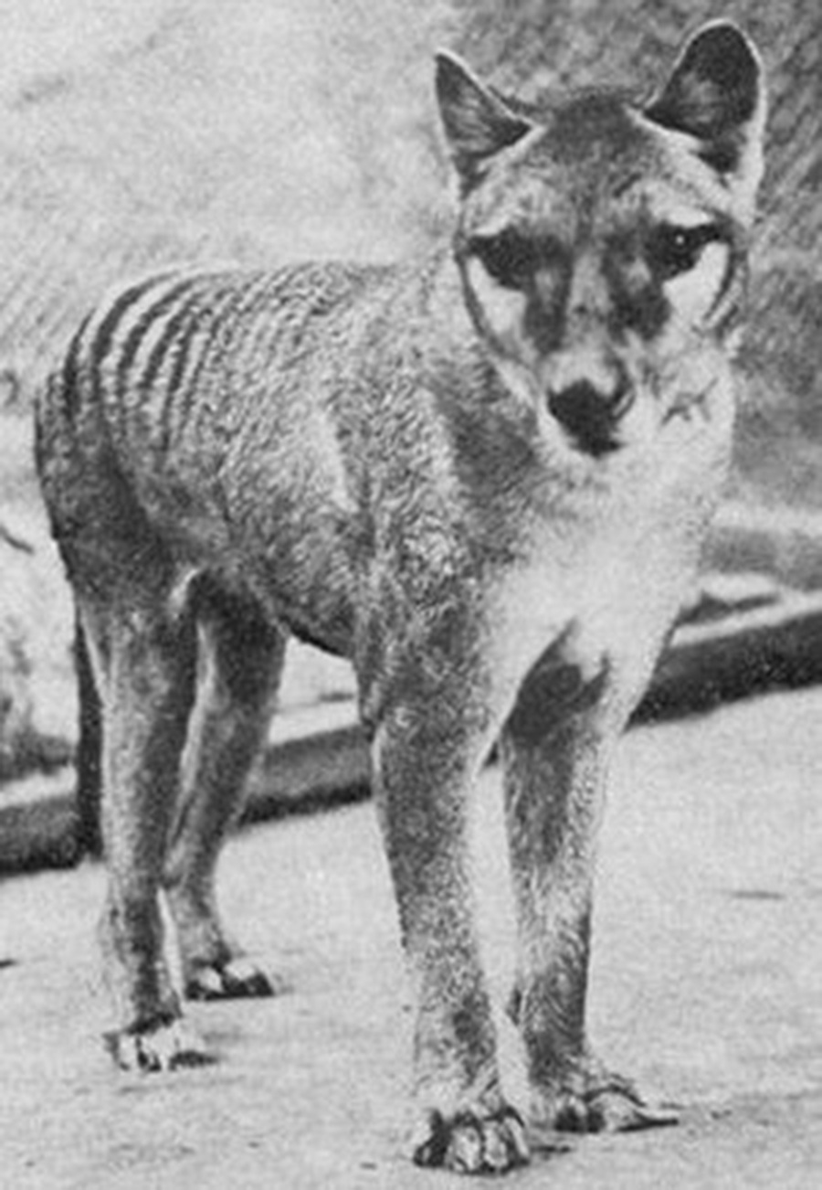 Dingo, dog, Tasmanian tiger, Thylecine, Marsupial, Australia, Melbourne