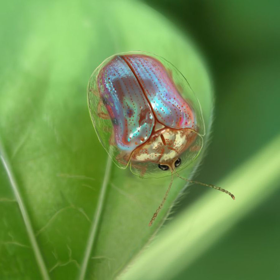 Beetle's penis to design catheters, Stiffness, Longer than its body