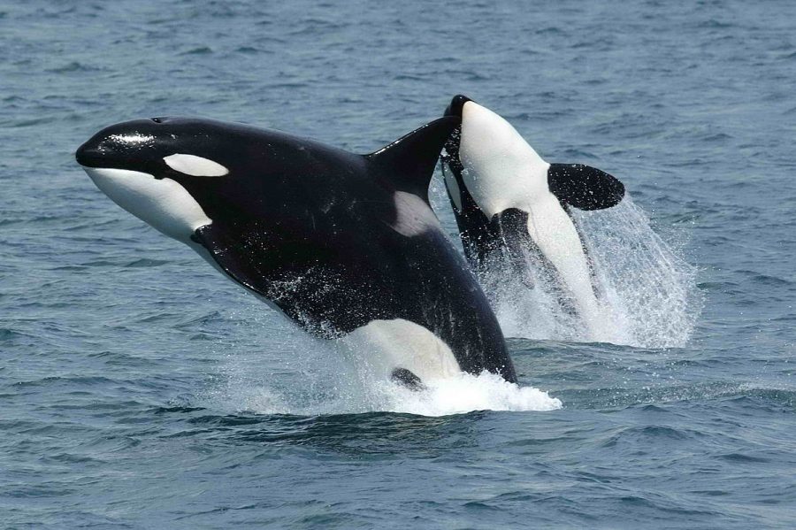 14-year-old killer whale trained to mimic sounds, Killing whales' imitation skills, Wikie the orca