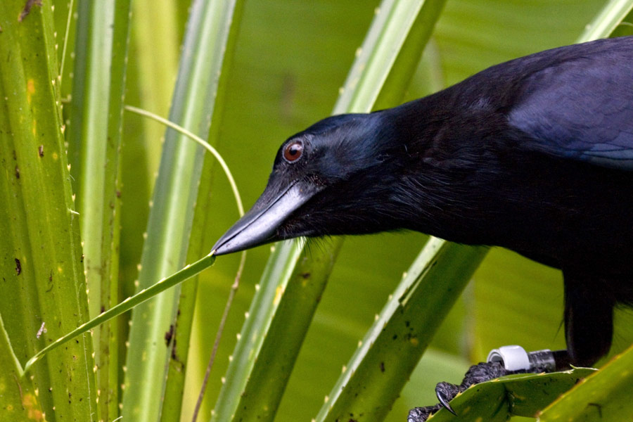New Caledonian crows hooked tools, New Caledonian crows use of tools, Crows food retrieving skills
