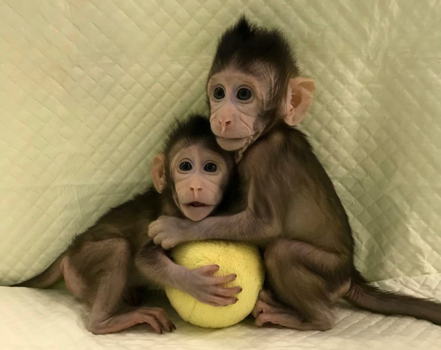 Zhong Zhong (ZZ) and Hua Hua (HH), Zhong Zhong and Hua Hua, Cloned monkeys from China