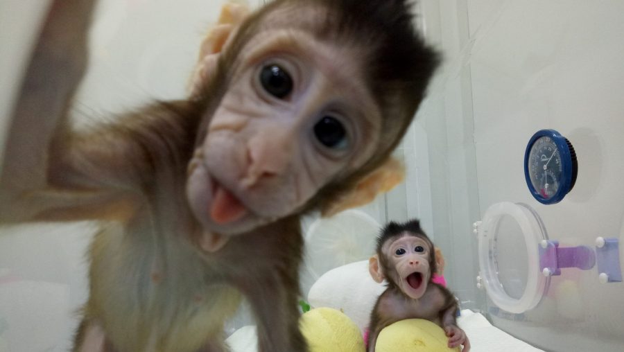 Zhong Zhong (ZZ) and Hua Hua (HH), Zhong Zhong and Hua Hua, Cloned monkeys from China
