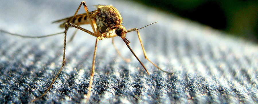 Teaching mosquitoes by swatting at them, Mosquitoes learning by human odor, Understanding mosquitoes' behavior