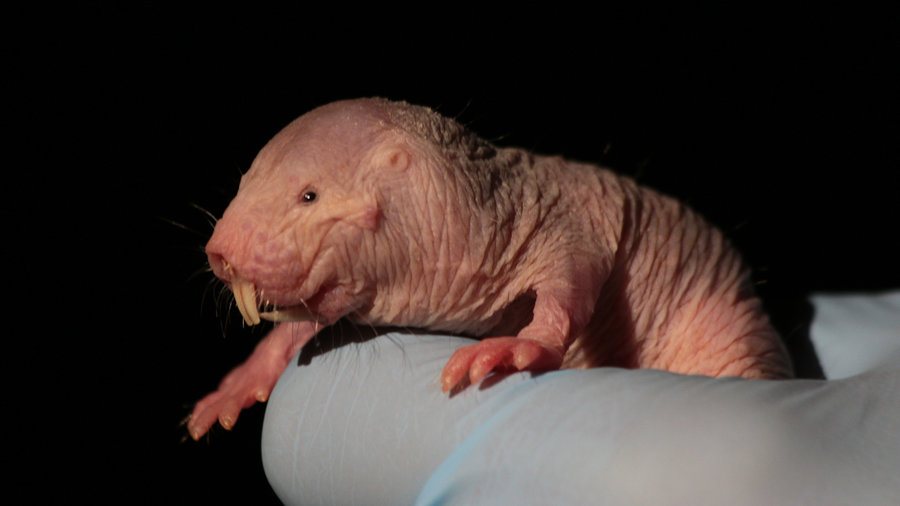 Naked mole rats defy Gompertz law, Naked mole rats stop aging at some point, Naked mole rats research