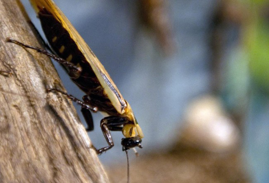 Cockroaches, American cockroach, DNA, Pests