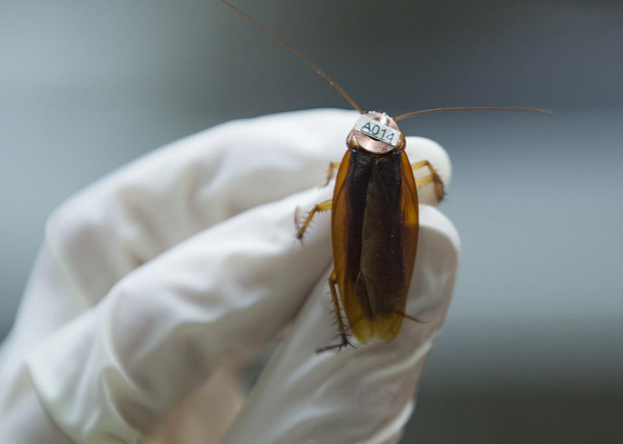 Cockroaches, American cockroach, DNA, Pests
