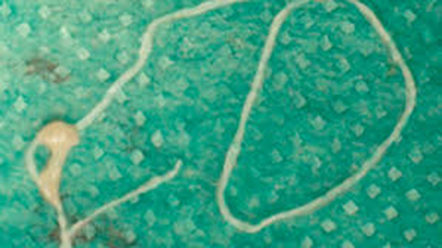 Dirofilaria repens. Moscow, Parasites