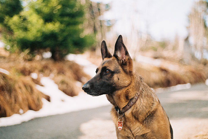 How to Qualify for a Service Dog: A Detailed Guide
