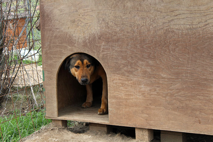 How To Choose The Right Kennel Size For Your Dog