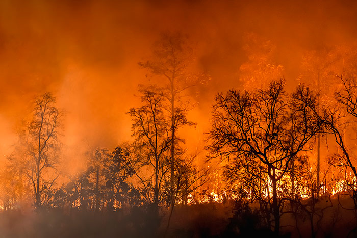 Ancient Redwood and Park Property Currently Burning in California’s Oldest State Park