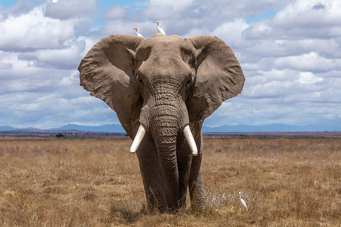 After 35 Years in Captivity, World’s Loneliest Elephant Is to Be Released into the Wild