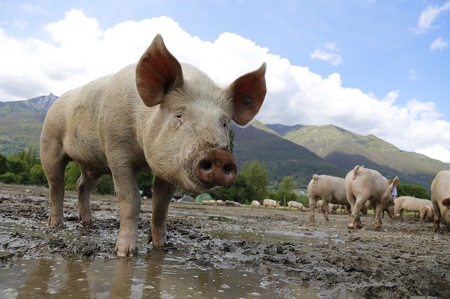 Researchers Find Pigs and Rats Can Breathe Through Their Anuses; Maybe Humans Too