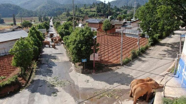 Roaming Herd of Elephants Travel across China, Generating Mixed Reactions from People