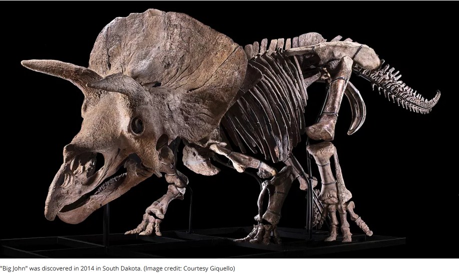 66-Million-Year-Old Triceratops Expected to Fetch $1.4 Million at Paris Auction from Sept. 16