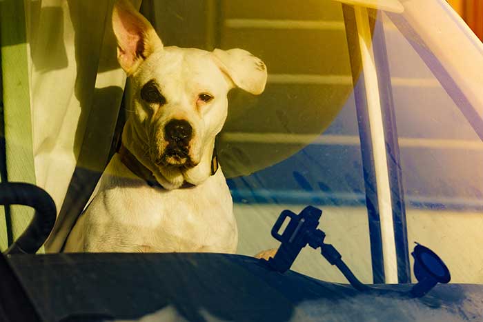 What Kind of Pets Do Sports Persons Have?