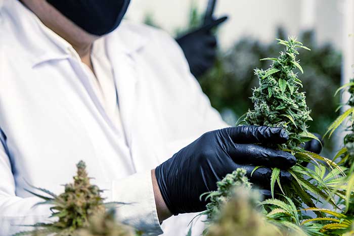 Despite Growing Acceptance, Recreational Marijuana Carries Risks