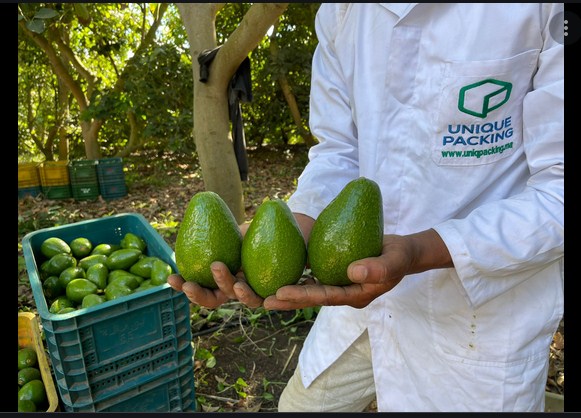 US Lifts Ban On Import of Avocados from Mexico after Resolution of Crisis