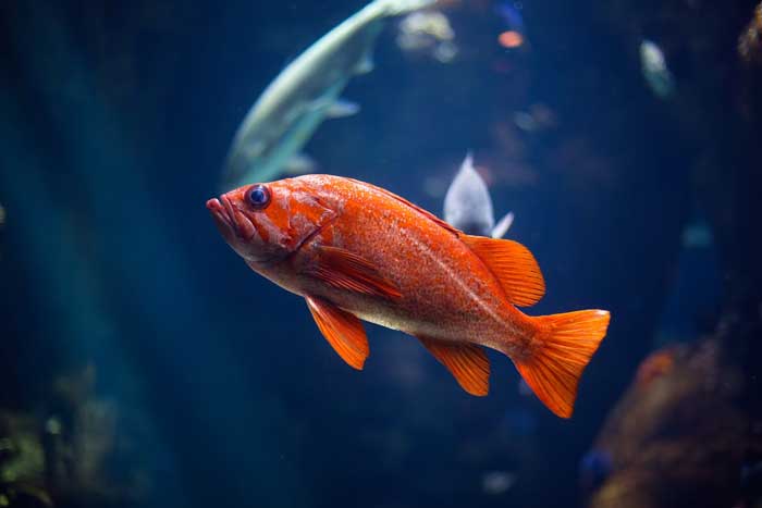 7 Must-Have Items for All Pet Fish Owners