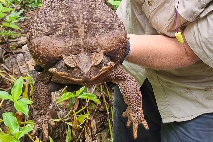 Toadzilla, World Largest Monster Toad, Caught and Euthanized in Australia