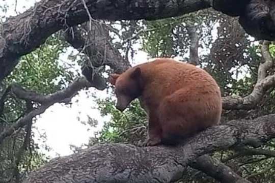 Producer Mike Fleiss Shares a Wild Backyard Encounter