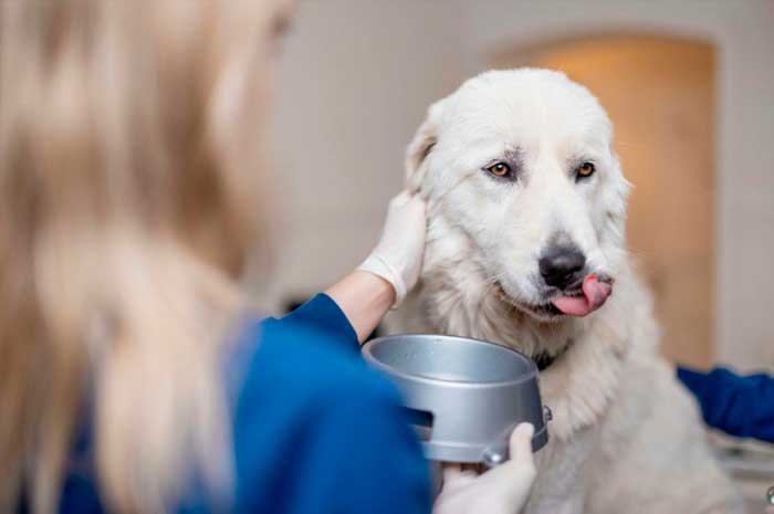 Marc Korenberg on Compassion in Action: Supporting Animals Through Giving