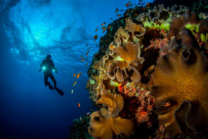 Andrew Byer Highlights the Differences Between Wreck Diving and Reef Diving: What Every Diver Should Know
