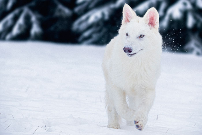 Discovering the Dire Wolf's True Genetic History: New Research Reveals Hybrid Origins